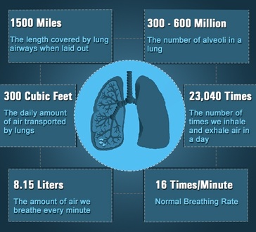Fun facts - THE RESPIRATORY SYSTEM